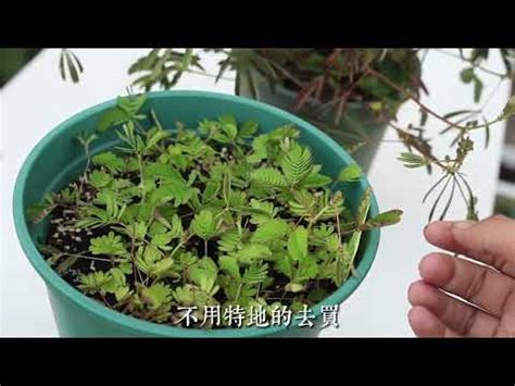 怕羞草開花風水